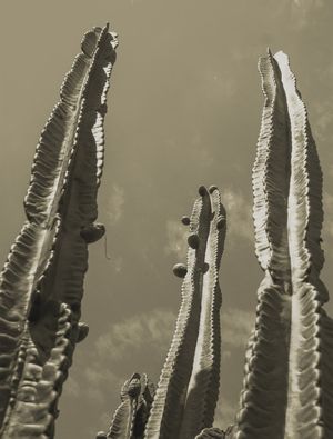 CACTUS CINZA ES