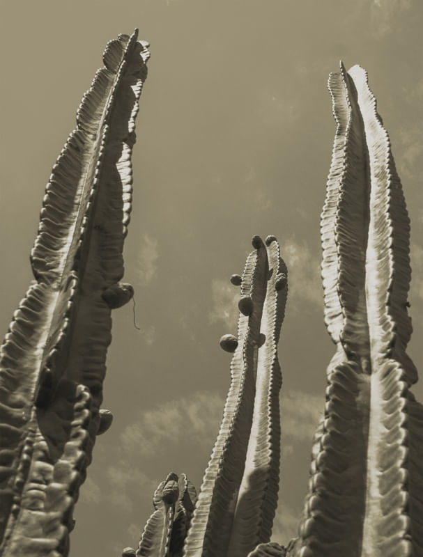 CACTUS CINZA ES