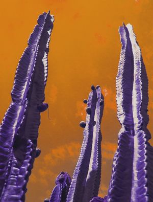 CACTUS ROXO 1 ES