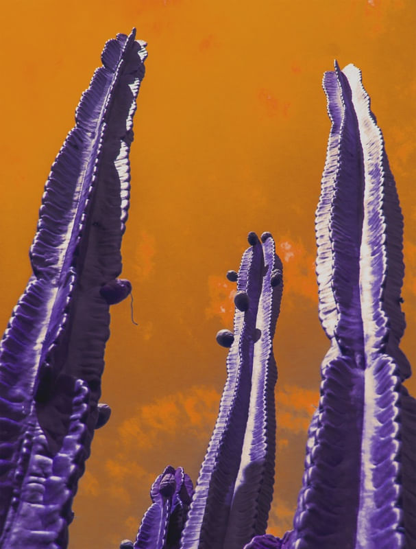 CACTUS ROXO 1 ES