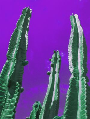 CACTUS ROXO 2 ES