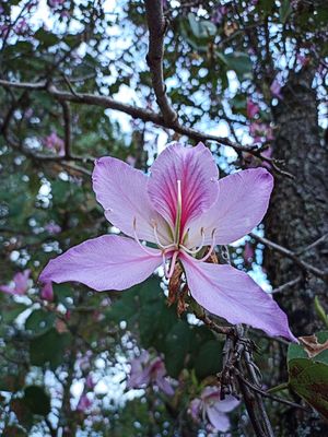 FLOR - CASCO DE VACA LILÁS