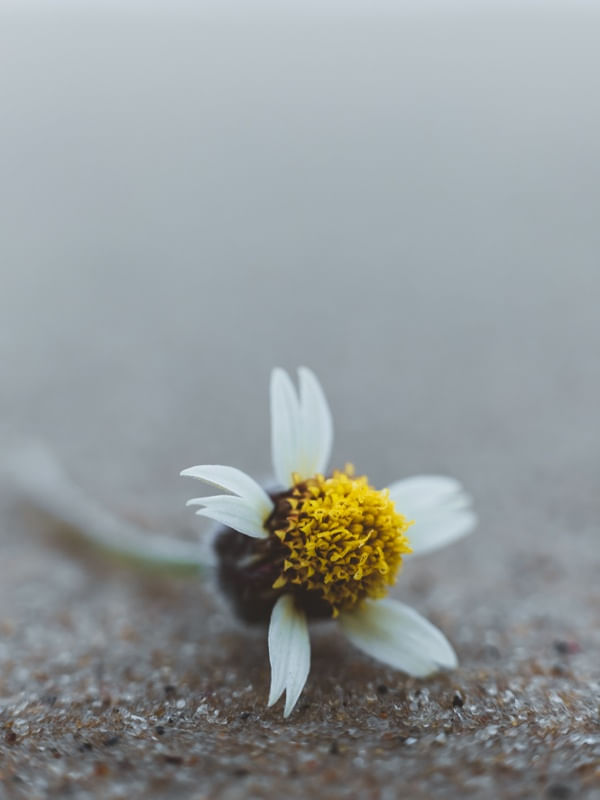 FLOR NA AREIA DO MAR