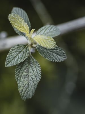 GALHOS DE VIDA VERDE