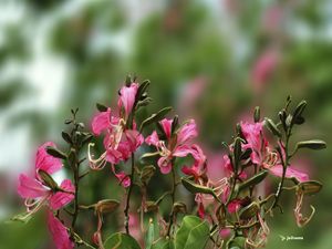 BELEZAS FLORAIS