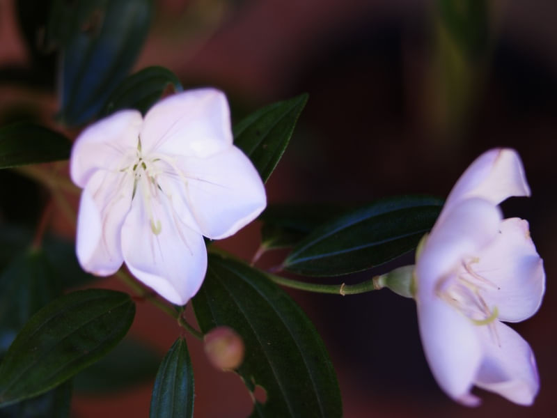 FLORES GÊMEAS