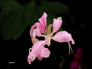 BRILHO ROSA