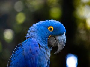 ARARA AZUL 4