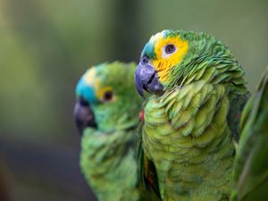 PAPAGAIOS LINDOS