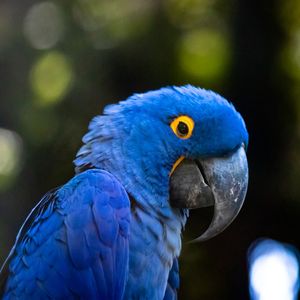 ARARA AZUL CLOSE