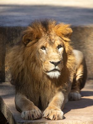 LION OLHAR