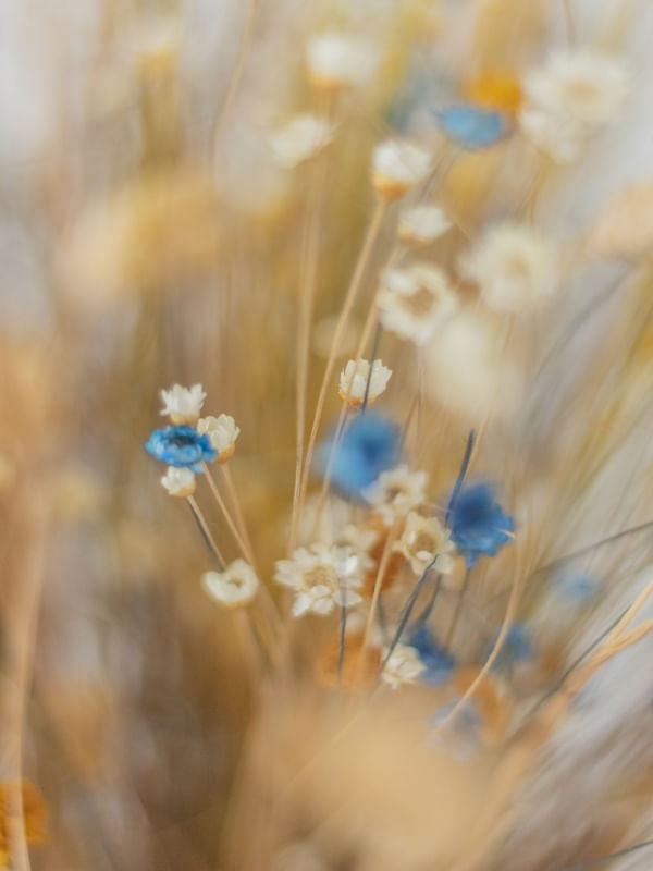 FLOCLARA