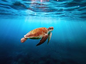 BEAUTIFUL SEA TURTLE