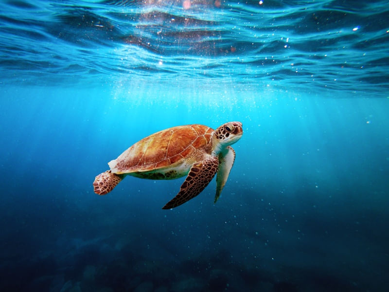 BEAUTIFUL SEA TURTLE