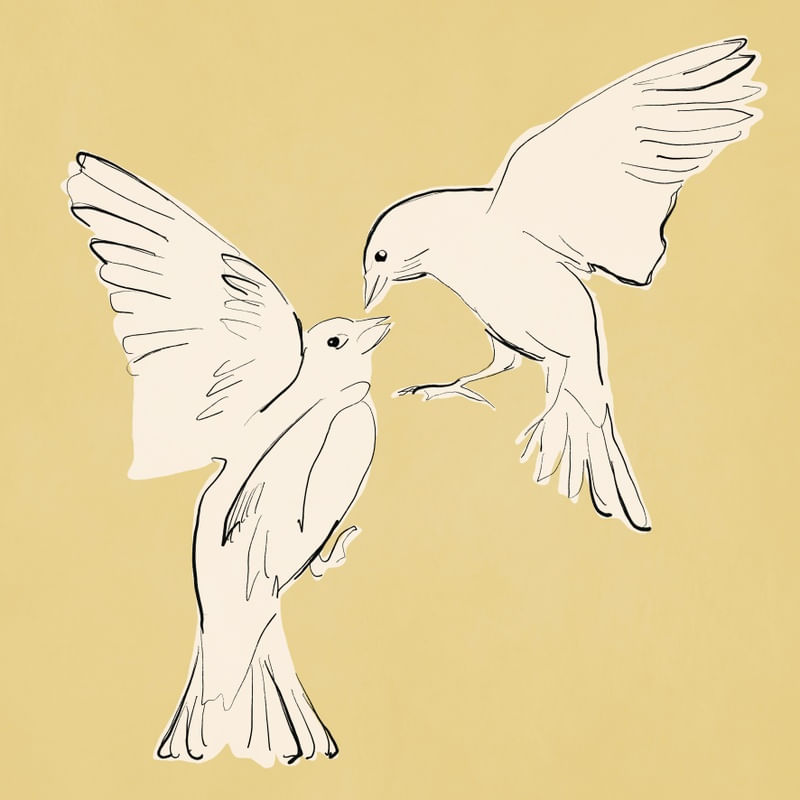 BIRD KISS