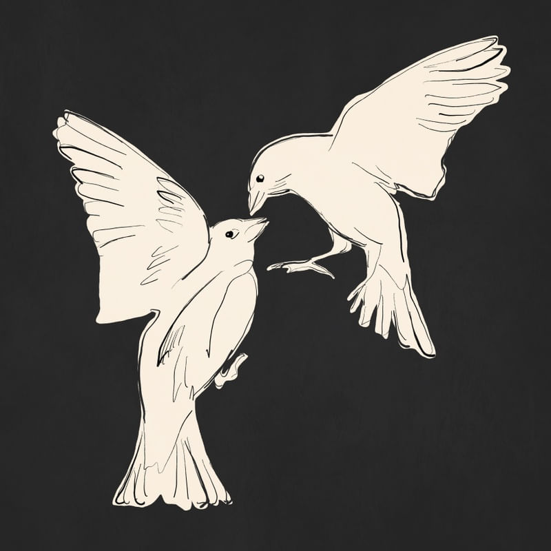 BIRD KISS 2