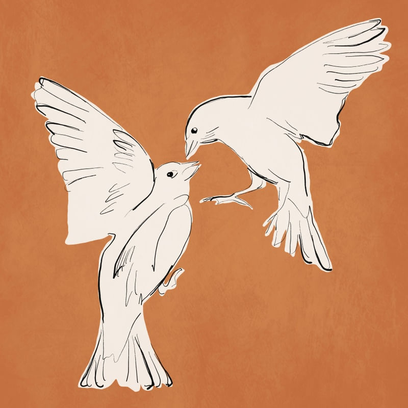 BIRD KISS 3