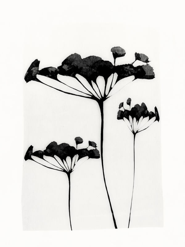 ABSTRACT ART /MINIMAL PLANT 118
