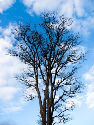 ÁRVORE COM CÉU AZUL