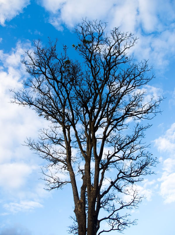 ÁRVORE COM CÉU AZUL
