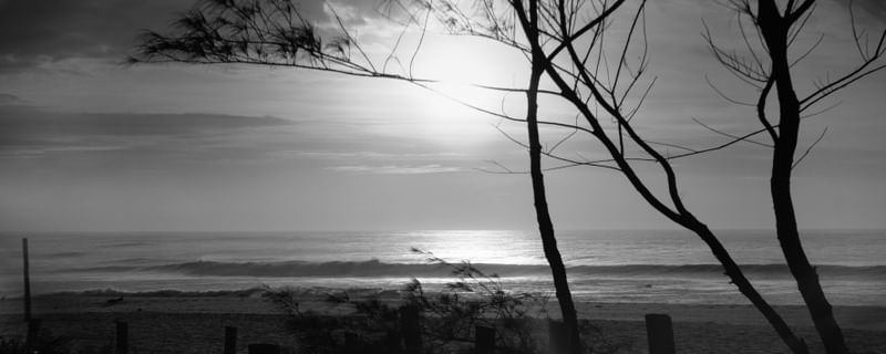NASCER DO SOL_PB_ARVORES_PRAIA DO RECREIO_RJ