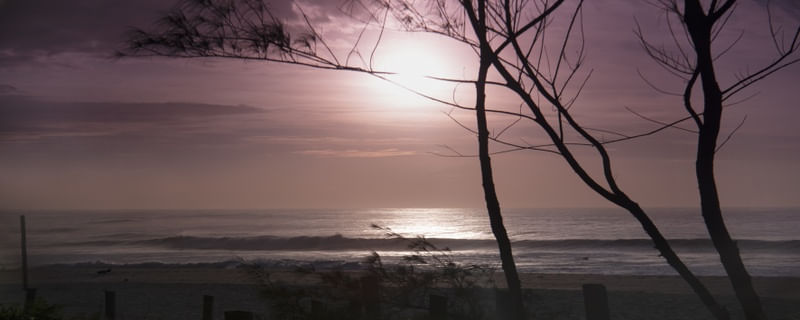 NASCER DO SOL_PURPLE_ARVORES_PRAIA DO RECREIO_RJ