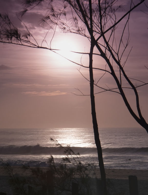 NASCER DO SOL_PURPLE_ARVORES_PRAIA DO RECREIO_RJ_36X475