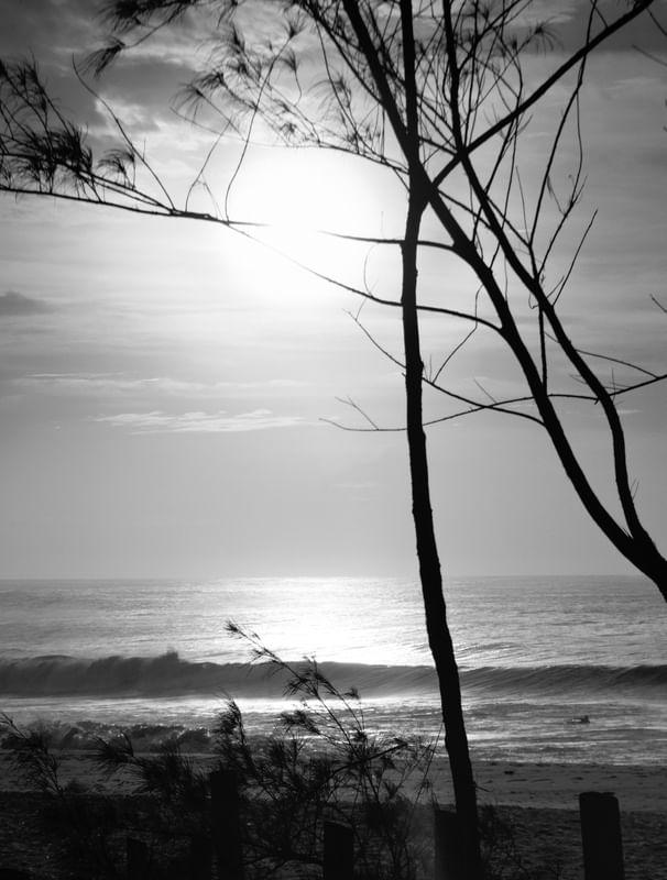 NASCER DO SOL_PB_ARVORES_PRAIA DO RECREIO_RJ_36X475