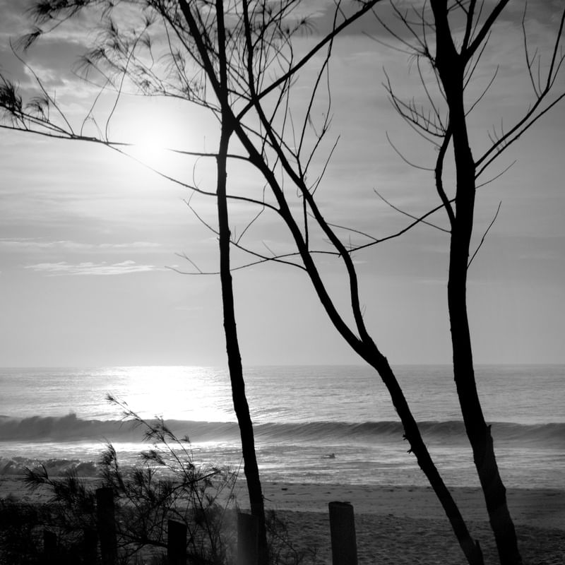 NASCER DO SOL_PB_ARVORES_PRAIA DO RECREIO_RJ_90X90