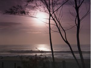 NASCER DO SOL_PURPLE_ARVORES_PRAIA DO RECREIO_RJ_120X90