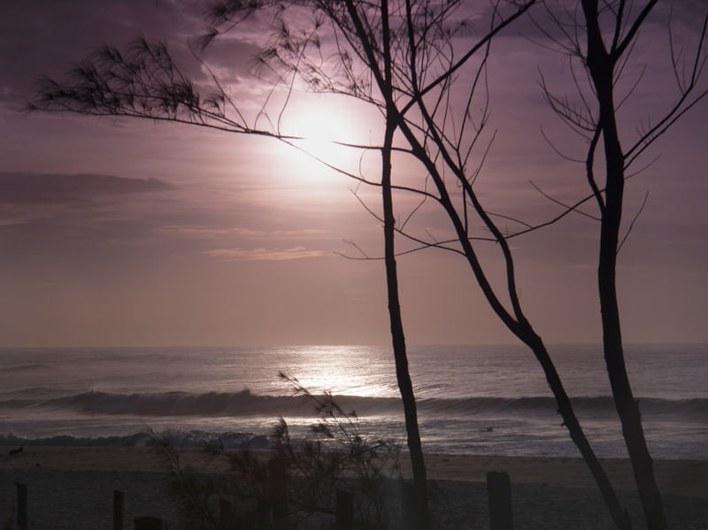NASCER DO SOL_PURPLE_ARVORES_PRAIA DO RECREIO_RJ_120X90