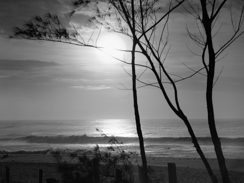 NASCER DO SOL_PB_ARVORES_PRAIA DO RECREIO_RJ_120X90