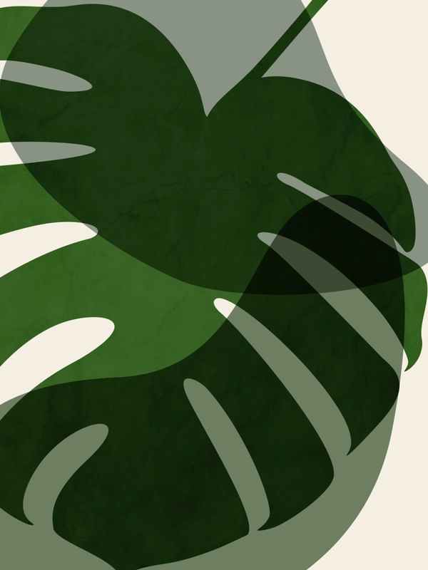 MONSTERA U 1