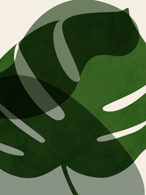 MONSTERA U 2