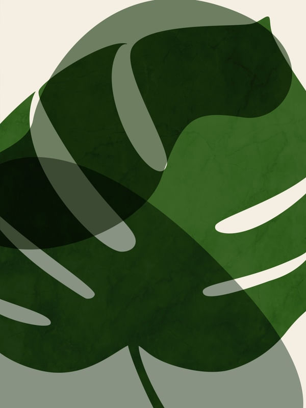 MONSTERA U 2