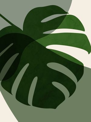 MONSTERA U 3