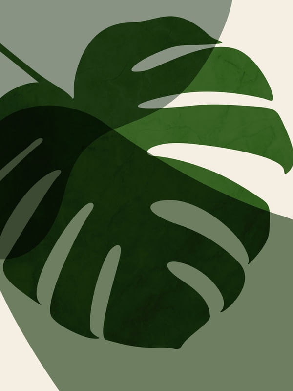 MONSTERA U 3