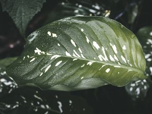 DARK GREEN LEAF