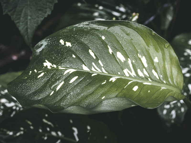 DARK GREEN LEAF