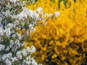 FLORES BRANCAS E AMARELAS