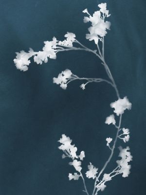MONOGRAPH BLUE