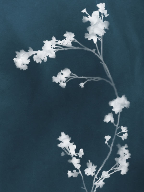 MONOGRAPH BLUE