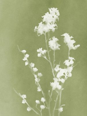 MONOGRAPH GREEN