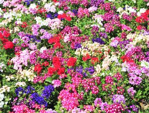 JARDIM FLORIDO 1