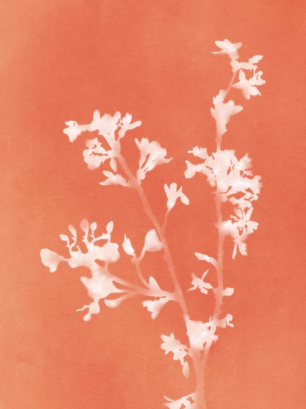 MONOGRAPH ORANGE