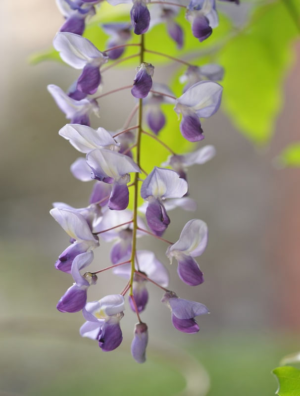 CALIANDRA 1
