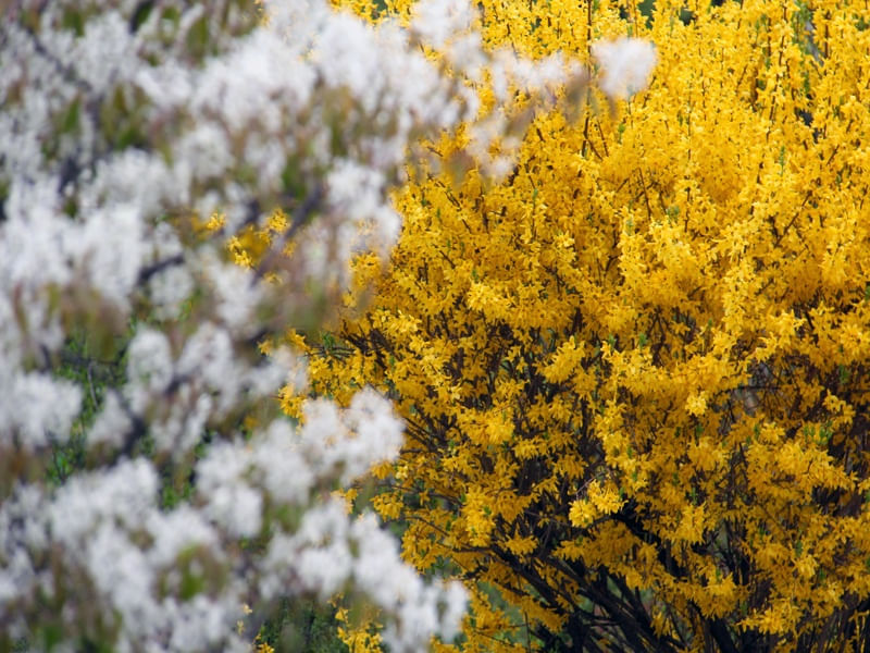 FLORES AMARELAS E BRANCAS