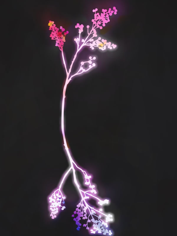 FLORESCENCE FUSCHIA