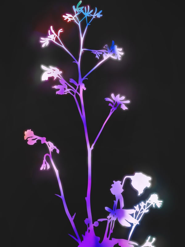 FLORESCENCE PURPLE