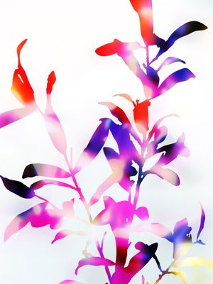 FLORESCENCE VIOLA